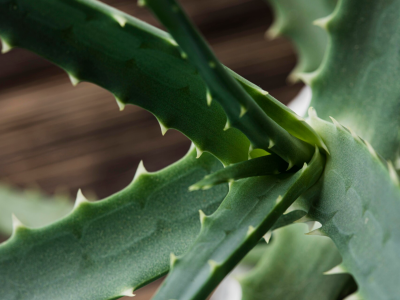 Dermaflora Aloe Vera: jemná péče o pleť a pokožku s aloe vera
